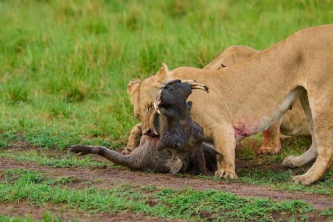 Lion attacking prey against a green backdrop, dynamic scene, warthog (Phacochoerus africanus), lion
