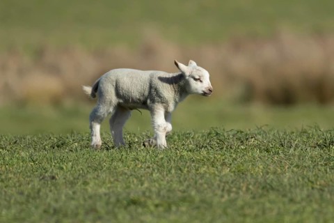 Domestic sheep (Ovis aries) juvenile baby lamb animal in a grass field in spring, England, United