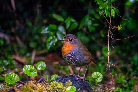 Chucao tapaculo (Scelorchilus rubecula), Pumalín Douglas Tompkins National Park, Ruta de los