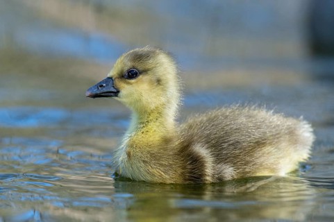 A grey goose (Anser anser) gosling, Hanover, Lower Saxony, Germany