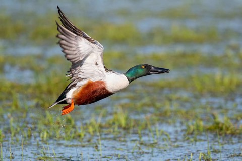 Shoveler (Anas clypeata), Dümmer, Lembruch, Lower Saxony, Germany