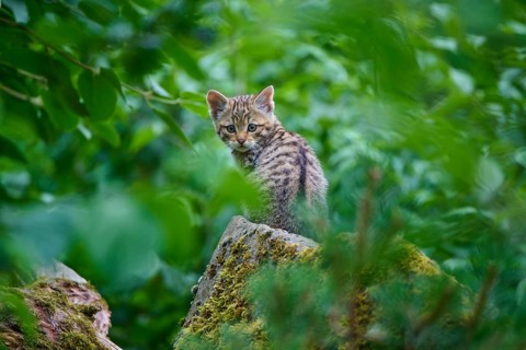 A kitten is sitting on a moss-covered stone and looking around, a young European wildcat (Felis