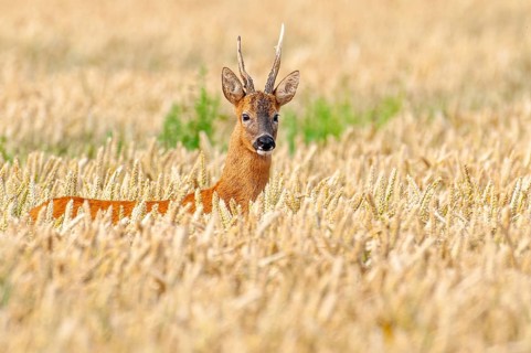 Roe deer (Capreolus capreolus) in a cereal field, close-up, Vechta, Lower Saxony, Germany