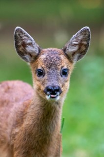Roe deer, fawn (Capreolus capreolus), Vechta, Lower Saxony, Germany