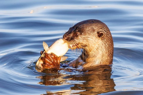 Smooth-coated otter (Lutrogale perspicillata) floating in the water while eating a fish, Singapore