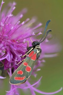 Carniolane burnet, eastern burnet moth, esparset ram, Carniola ram, zygaena carniolica, blood