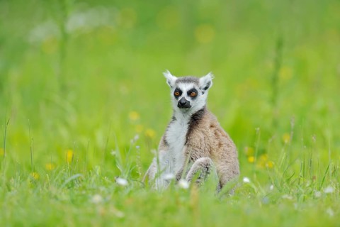 A ring-tailed lemur (Lemur catta) is sitting in a meadow, in captivity, found in Madagascar