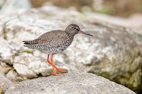 Redshank, redshank, tringa totanus, birds, charadriiformes, limikolen, snipe birds, scolopacidae,