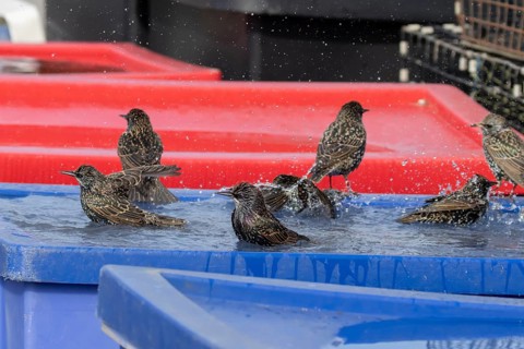 Common starling (Sturnus vulgaris) adult garden birds bathing in water on the lid of a large