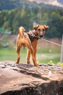 A dog stands on a rock and looks back in a mountainous landscape, Krumbach, Vorarlberg, Austria