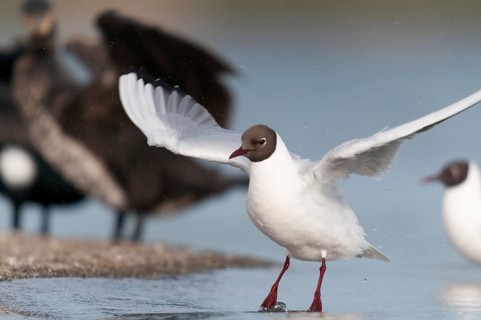 Black-headed gull, chroicocephalus ridibundus, black-headed gull, larus ridibundus, adult, birds,