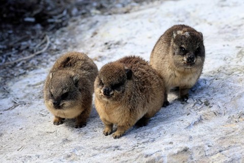 Klippschliefer (Procavia capensis), young, alert, three, Stony Point, Betty's Bay, Western Cape,