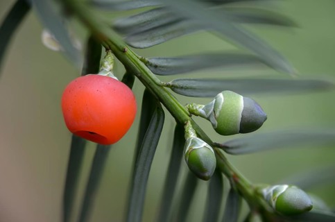Yew, yew family, European yew, seed coat, taxaceae, taxus baccata, flora, fruit, plants, yew