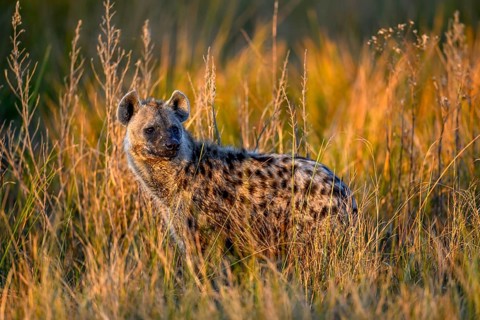 Spotted hyena (Crocuta crocuta) in the tall grass near Atzaró Camp, Okavango Delta, North-West
