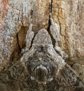 Agrius convolvuli, convolvulus hawk-moth, winch swarmer, high size, portrait format, insects,