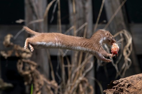 Carnivora, least weasel, mouse weasel, mustela nivalis, predators, prey, bolt, capture, hunting,