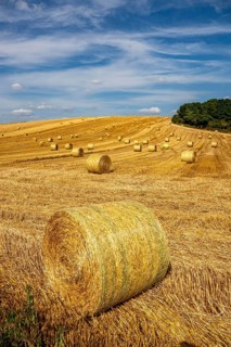 Straw harvest, after harvesting the straw, previously mowed, dried and laid in rows, so-called