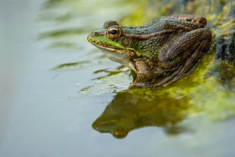 Iberian green frog, Iberian water frog, Pelophylax Perezi, Rana Perezi, amphibians, amphibians,