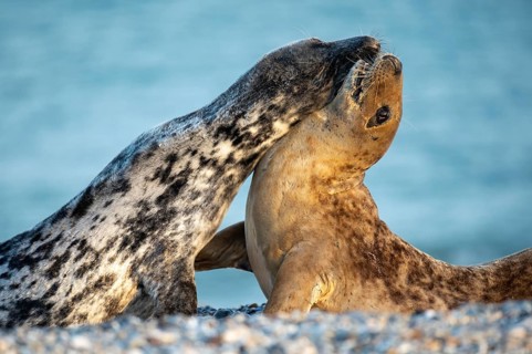 Grey seal (Halichoerus grypus), rutting season, Nordesee, Heligoland, Schleswig-Holstein, Germany