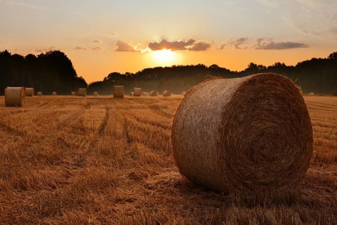 Straw bales on a stubble field at sunrise, Hamm, North Rhine-Westphalia, Germany