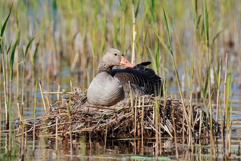 A greylag goose (Anser anser) sitting on its nest, North Rhine-Westphalia, Germany