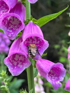 Common foxglove (Digitalis purpurea), flowers with a bumblebee, poisonous, Piesberg Landscape Park,