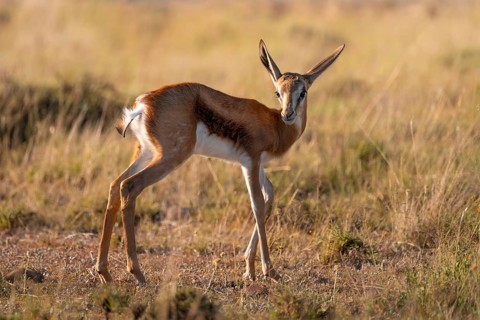 Cute young springbok (Antidorcas marsupialis) in meadow, Mountain Zebra National Park, South Africa