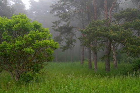 Sweden, Atmosphere, Countries, Haze, Landscape, Countries, Fog, Travel, Mood, Sweden, Travels,