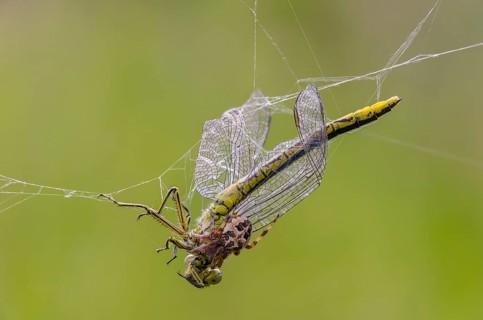 Arachnida, rivermaids, common reed spider, gomphidae, gomphus pulchellus, wedge maid, larinioid