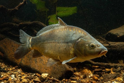Carp, Cyprinus carpio, carp, fish, fishes, leather carp, pisces, mirror carp