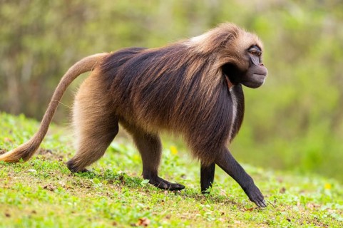 Gelada (Theropithecus gelada) male walking over a meadow, captive, distribution africa