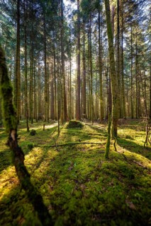 Moss-covered forest floor with sun rays shining through tall trees, Broom Field, Black Forest,