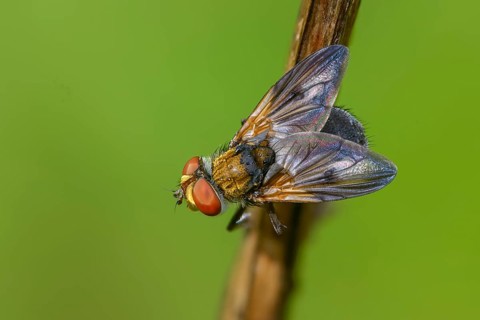 Blue iridescent bedfly, pattern-winged bug tachinid fly, phasia hemiptera, caterpillar flies,