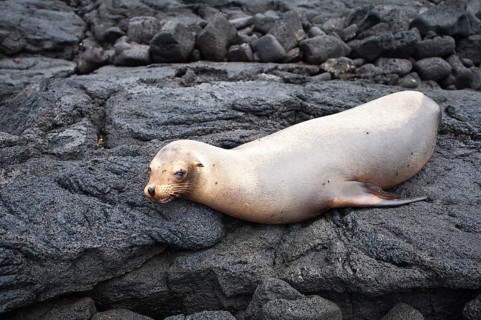 Galapagos sea lion (Zalophus wollebaeki), Espinosa Point, Isla Fernandina (Fernandina Island),