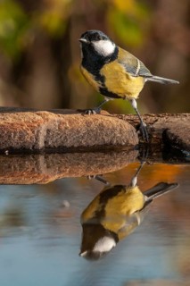 Great tit, great tit, parus major, bath, bird bath, birds, high size, portrait format, tits,