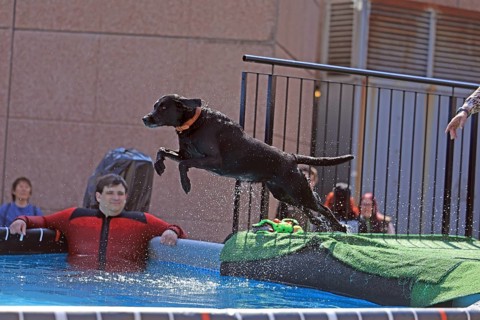 Dog Diving, Dog Sports, VDH Messe, Westfalenhalle Dortmund, Dortmund, North Rhine-Westphalia,