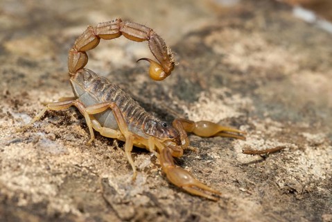 Arachnida, Buthus occitanus, common xellow scorpion, field scorpion, rock scorpion, yellow