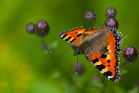 Aglais urticae, little fox, nymphalis urticae, small tortoiseshell, butterfly, insects, butterfly,