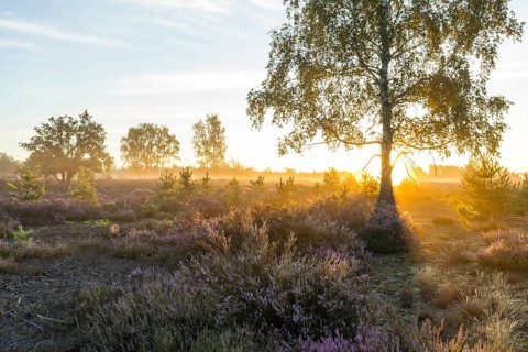 Sunrise with mist over the heath, common heather (Calluna vulgaris) in bloom, heather in bloom in