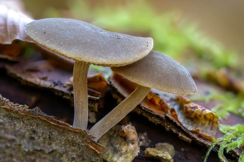 Roof mushroom, deer brown roof mushroom, pluteus atricapillus, pluteus brunneoradiatus, pluteus