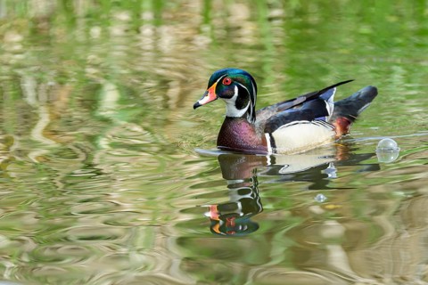 Wood duck, (Aix sponsa), Burnaby Lake Regional Park, Burnaby, British Columbia, Canada