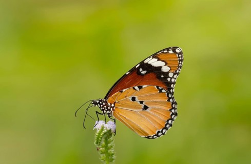 Plain Tiger butterfly (Danaus chrysippus) feeding on a wildflower, Sreepur, Gazipur, Bangladesh