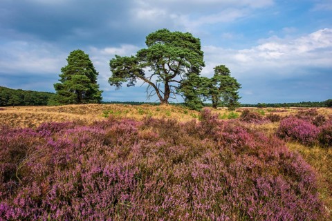 Heather (Calluna vulgaris) in the Hooge Veluwe National Park, De Hooge Veluwe, Arnhem, Netherlands