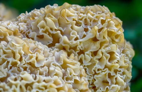 Bear skull, faisterling, fat hen, jewbeard, curly hen, curly goatbeard, giant morel, sparassis