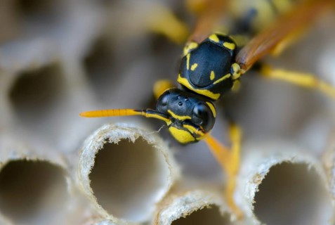 Brighter-colored paper wasp, French field wasp, gallic field wasp, house field wasp, hymenoptera,