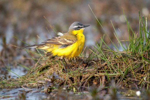 Motacilla flava, sheeptail, western yellow wagtail, yellow wagtail, birds, plumage care, male,