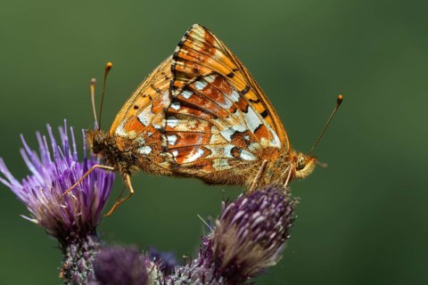 Boloria aquilonaris, cranberry fritillary, high moor mother-of-pearl butterfly, cranberry moth,