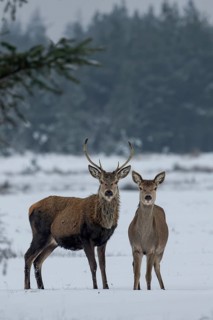 Red deer (Cervus elaphus) and red deer in a meadow in a snow-covered winter landscape, winter,