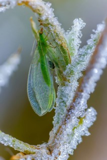 Chrysoperla carnea, lacewing, common lacewing, green lacewing, green lacewing, neuroptera, detail,