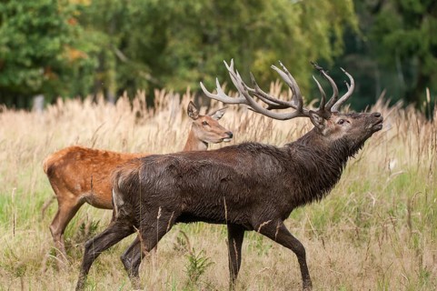 Artiodactyla, Cervus Elaphus, even-toed ungulate, cloven-hoofed, red deer, red deer, deer, mammals,